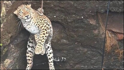 மீட்கப்பட்ட சிறுத்தை