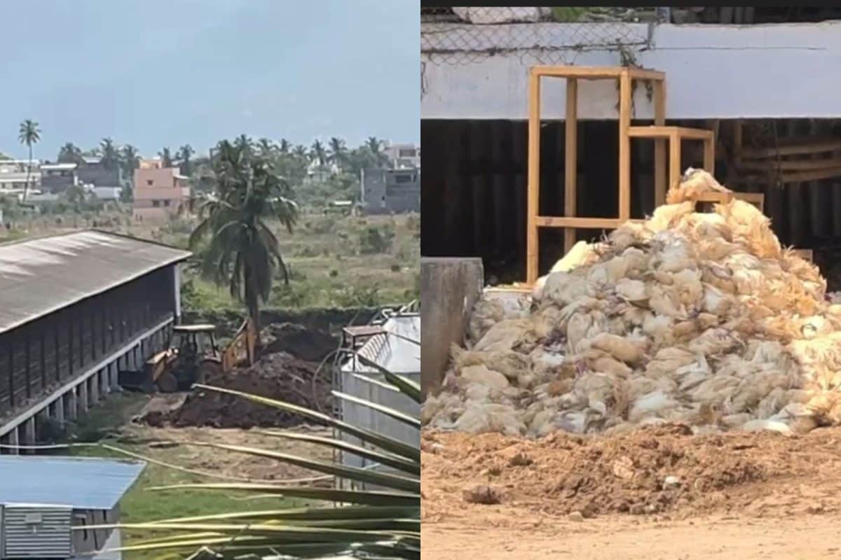 கொத்து கொத்தாக செத்துக் குவியும் கோழிகள்... பறவைக் காய்ச்சலா...? அச்சத்தில் உறைந்த மக்கள்...