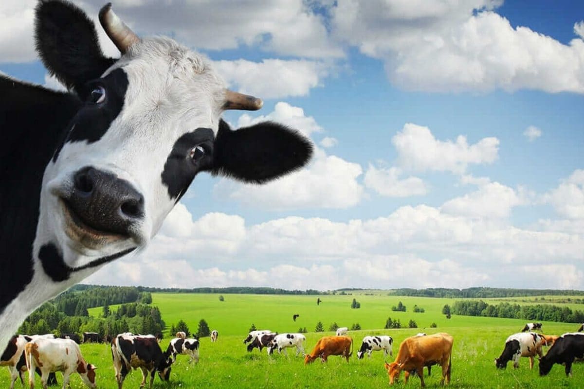 மாட்டின் பித்தப்பை கல்லின் விலை ரூ.5 லட்சமா? பயன்பாடு தெரிஞ்சா ஆச்சரியப்படுவீங்க!