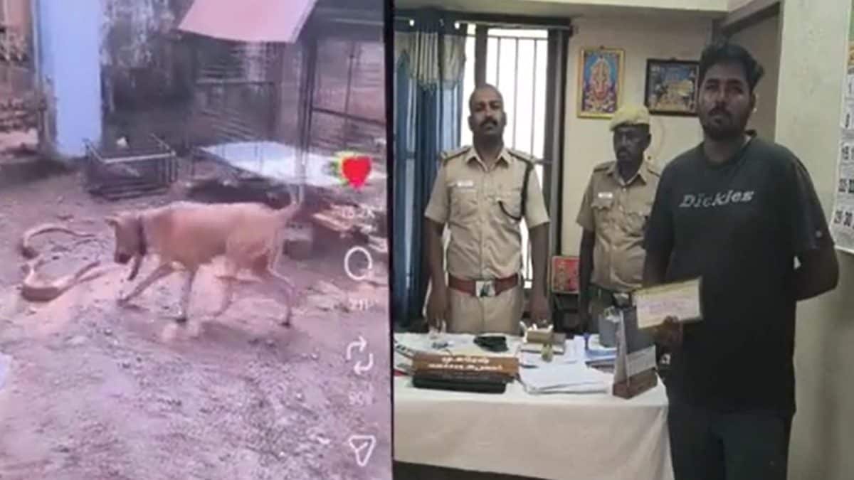 நாயை வைத்து பாம்பை கடிக்கவைத்த நபர்.. வனத்துறை எடுத்த அதிரடி நடவடிக்கை.. என்ன நடந்தது?