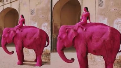 பிங்க் நிற யானை