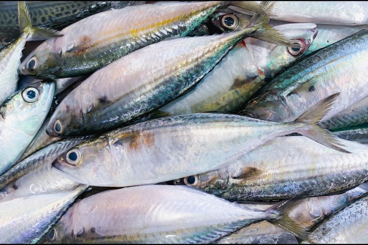 Fish | எடை குறைப்பு முதல் சர்க்கரை நோய் கட்டுப்பாடு வரை... பல பிரச்சனைகளுக்கு தீர்வாகும் அதிசய மீன்!