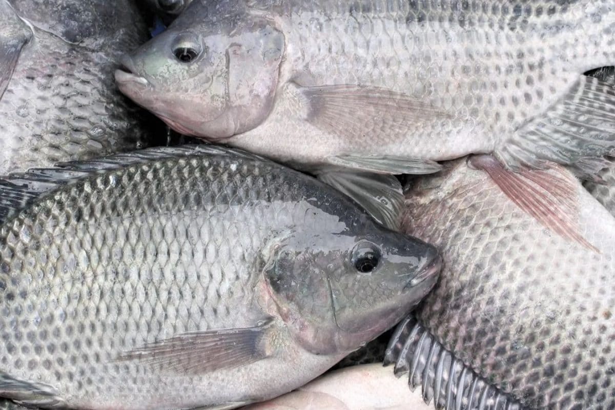 மீன்களிலேயே இந்த மீனில்தான் ஒமேகா 3 அதிகமா இருக்காம்.. அதுவும் பட்ஜெட் விலையில் கிடைக்கக்கூடியது..!