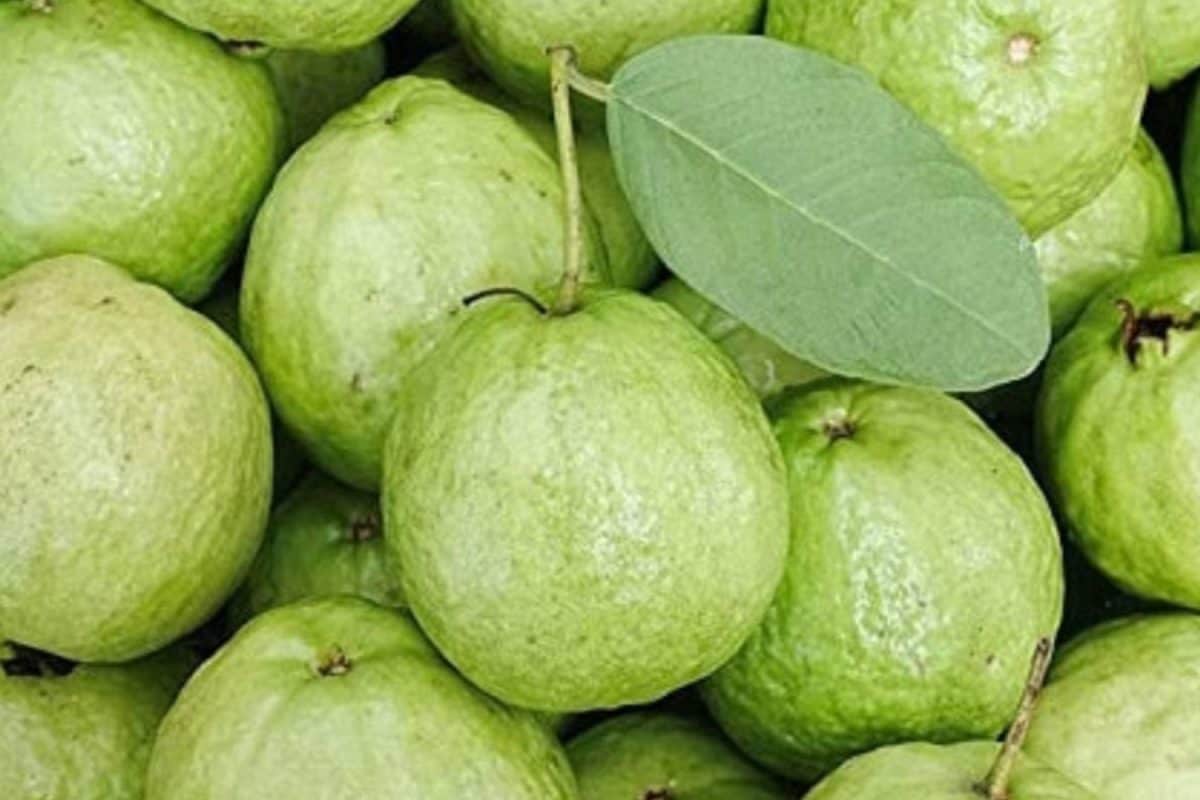 கொய்யாவை வெறும் தண்ணீரில் கழுவினால் போதாது.. இப்படிதான் சுத்தம் செய்யனும்..!