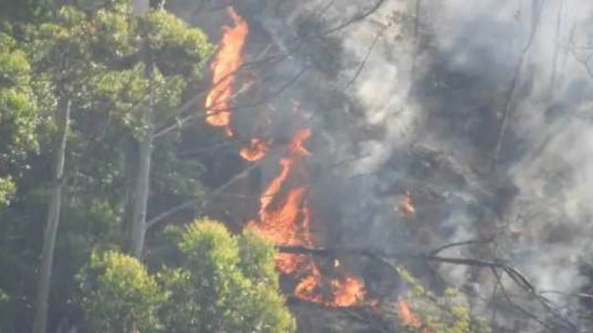 கொடைக்கானலில் காட்டுத் தீ; விரைந்து அணைக்க கோரிக்கை