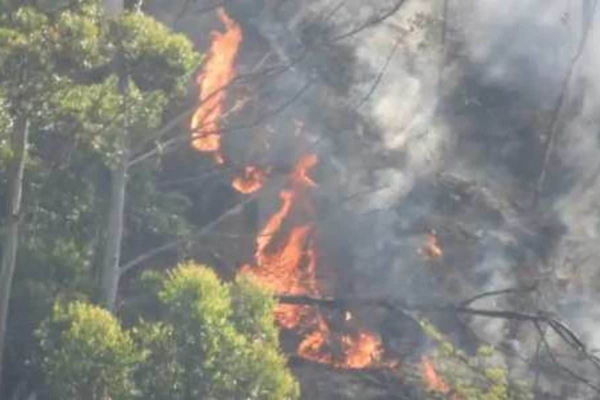 கொடைக்கானலில் காட்டுத் தீ; விரைந்து அணைக்க கோரிக்கை