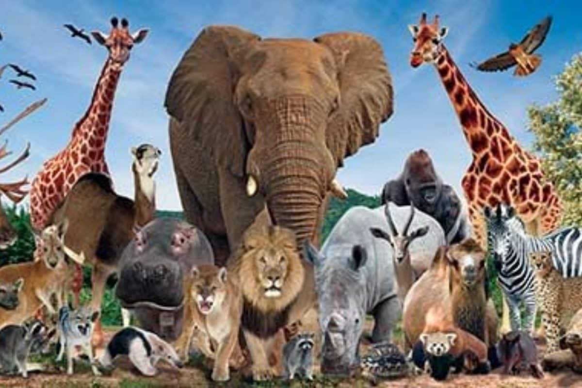 வெறும் 11 நாட்களில் இனப்பெருக்கம் செய்யும் உயிரினம் எது தெரியுமா? பலருக்கும் தெரியாத தகவல்!