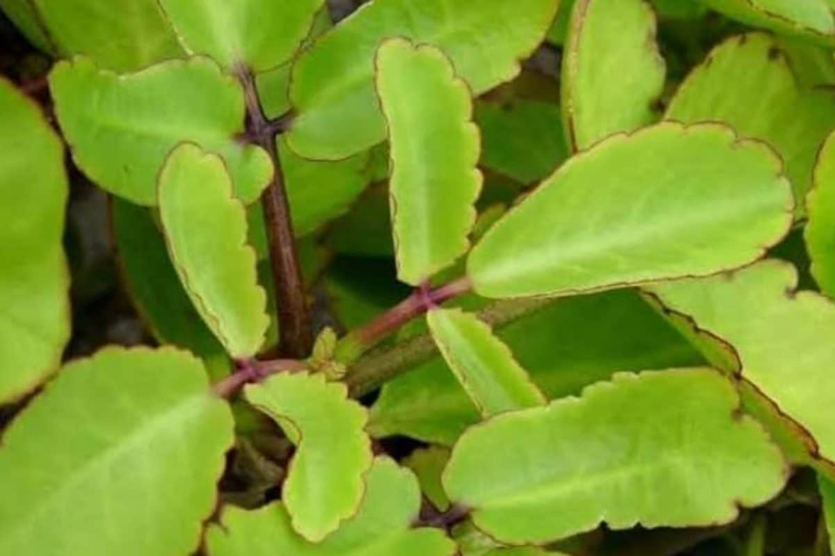 நீரிழிவு முதல் சிறுநீரக ஆரோக்கியம் வரை.. ரணகள்ளி செடியின் மகிமைகள் தெரியுமா உங்களுக்கு..?