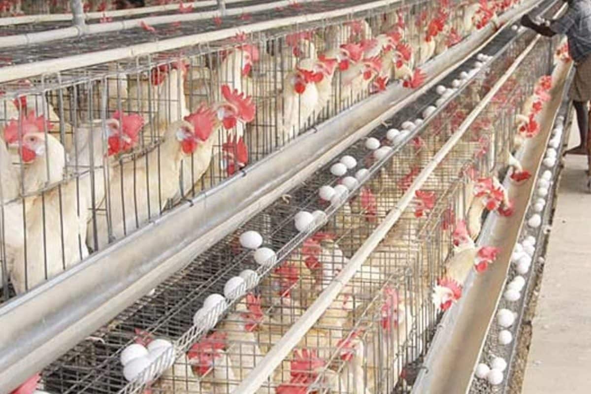 பண்ணையில் கோழிகள் திடீர் உயிரிழப்பு.. பறவை காய்ச்சல் அச்சம்..? நாமக்கல்லில் பரபரப்பு!