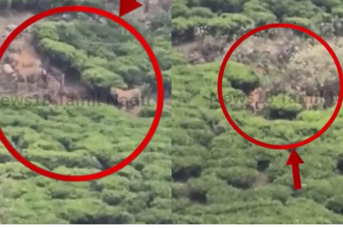 ஒரே இடத்தில் சுற்றி திரிந்த நான்கு புலிகள்.. கிராம மக்கள் அதிர்ச்சி!