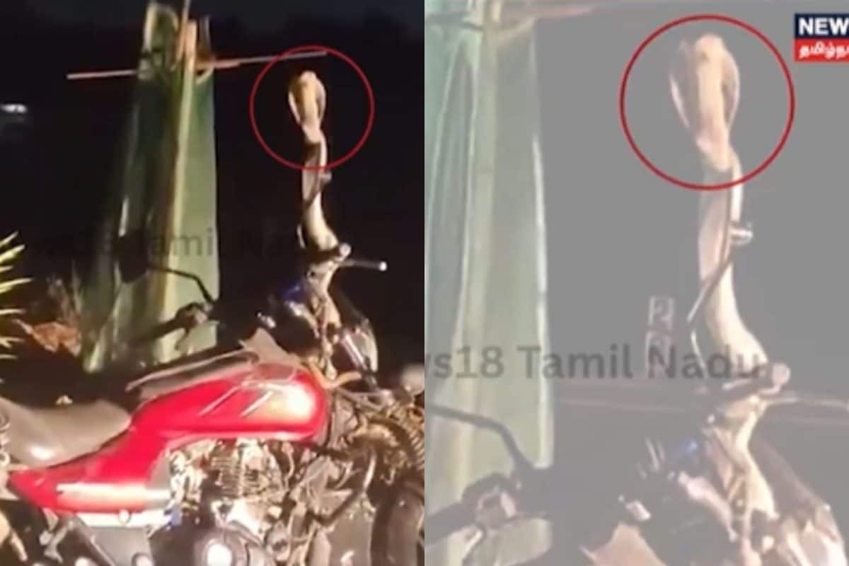 Snake video | பைக்கில் படமெடுத்த பாம்பு.. அதிர்ச்சியில் மக்கள்.. வைரலாகும் வீடியோ.!