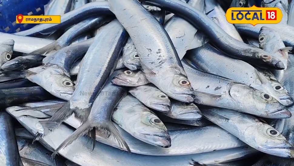 டேஸ்ட் சும்மா டக்கரா இருக்கும் வாளை மீன்.. இவ்வளவு சிறப்பு இருக்கா ?