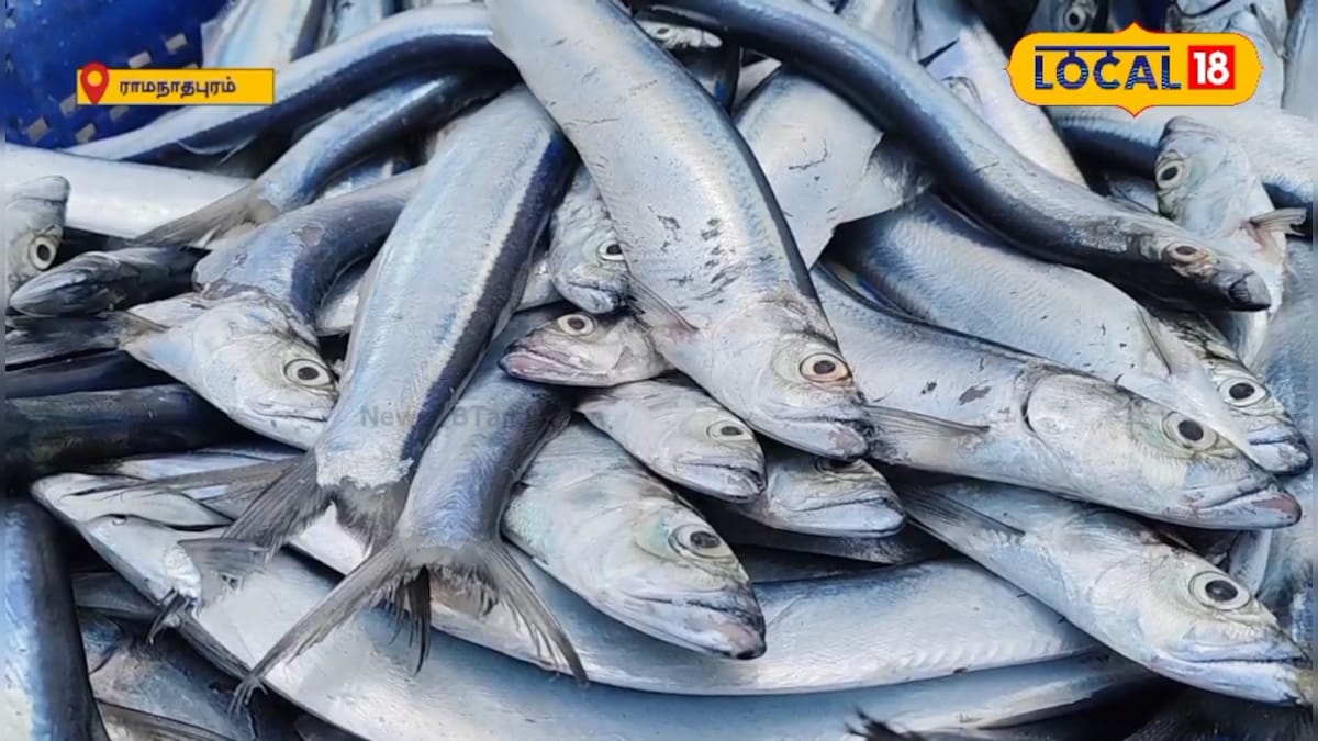 Varli Fish டேஸ்ட் சும்மா டக்கரா இருக்கும் வாளை மீன்.. இவ்வளவு சிறப்பு இருக்கா ...