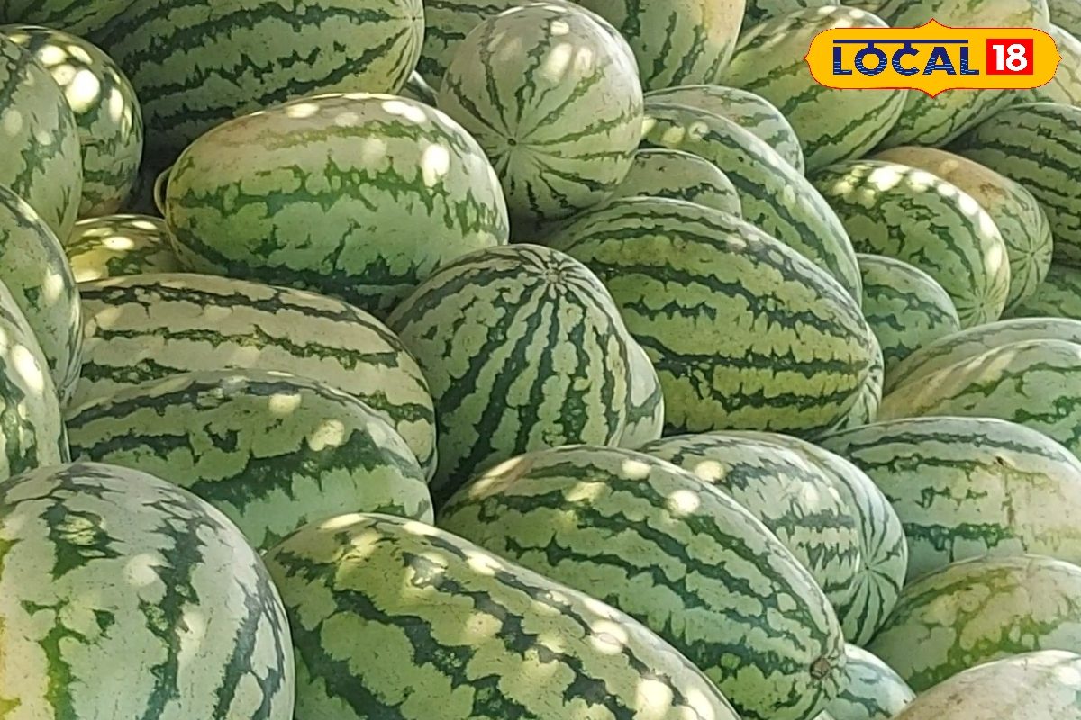 Watermelon Sales: மாணவர்களுக்கு மட்டும் ஸ்பெஷல் ஆஃபர்... புதுக்கோட்டையில் தர்பூசணி விற்பனை படு ஜோர்...
