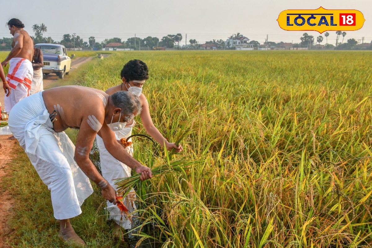மழை அபாயம்... நெற்கதிர்களை உடனே அறுவடை செய்ய விவசாயிகளுக்கு எச்சரிக்கை...