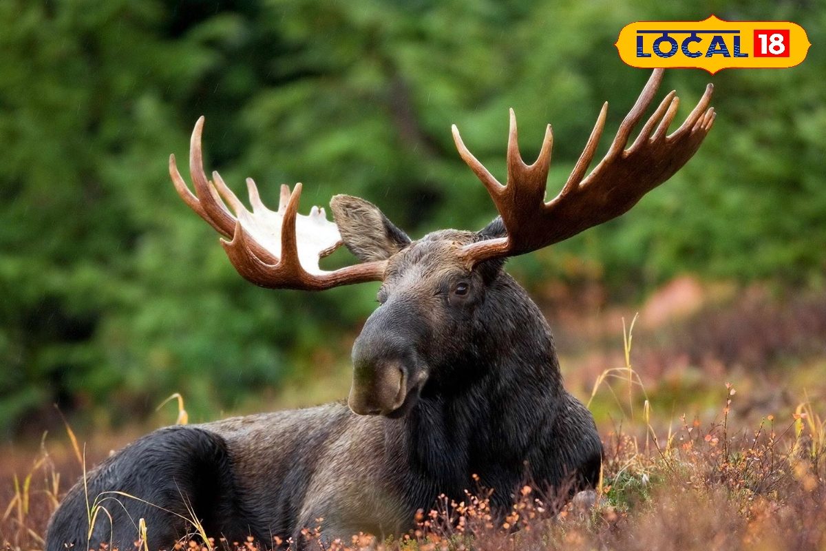 உலகின் மிகப்பெரிய மூஸ் மான்... எப்படி உயிர் பிழைக்கிறது தெரியுமா.?