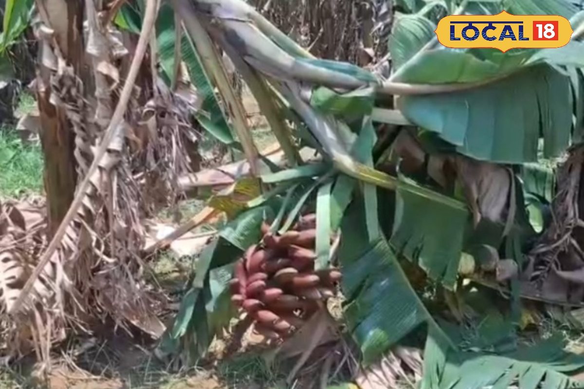 சங்கரன்கோவிலில்ஒரே மழையில் சுமார் 10 லட்சம் வரை இழப்பு.. விவசாயிகள் கவலை