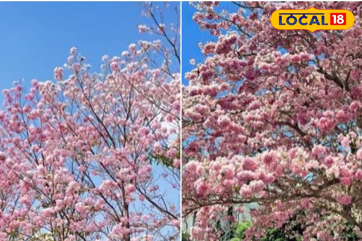 பெங்களூருவை மிஞ்சிய சென்னை...  அனல் தகிக்கும் வெயிலிலும் பூத்துக் குலுங்கும் பிங்க் ட்ரம்பெட் மரங்கள்...