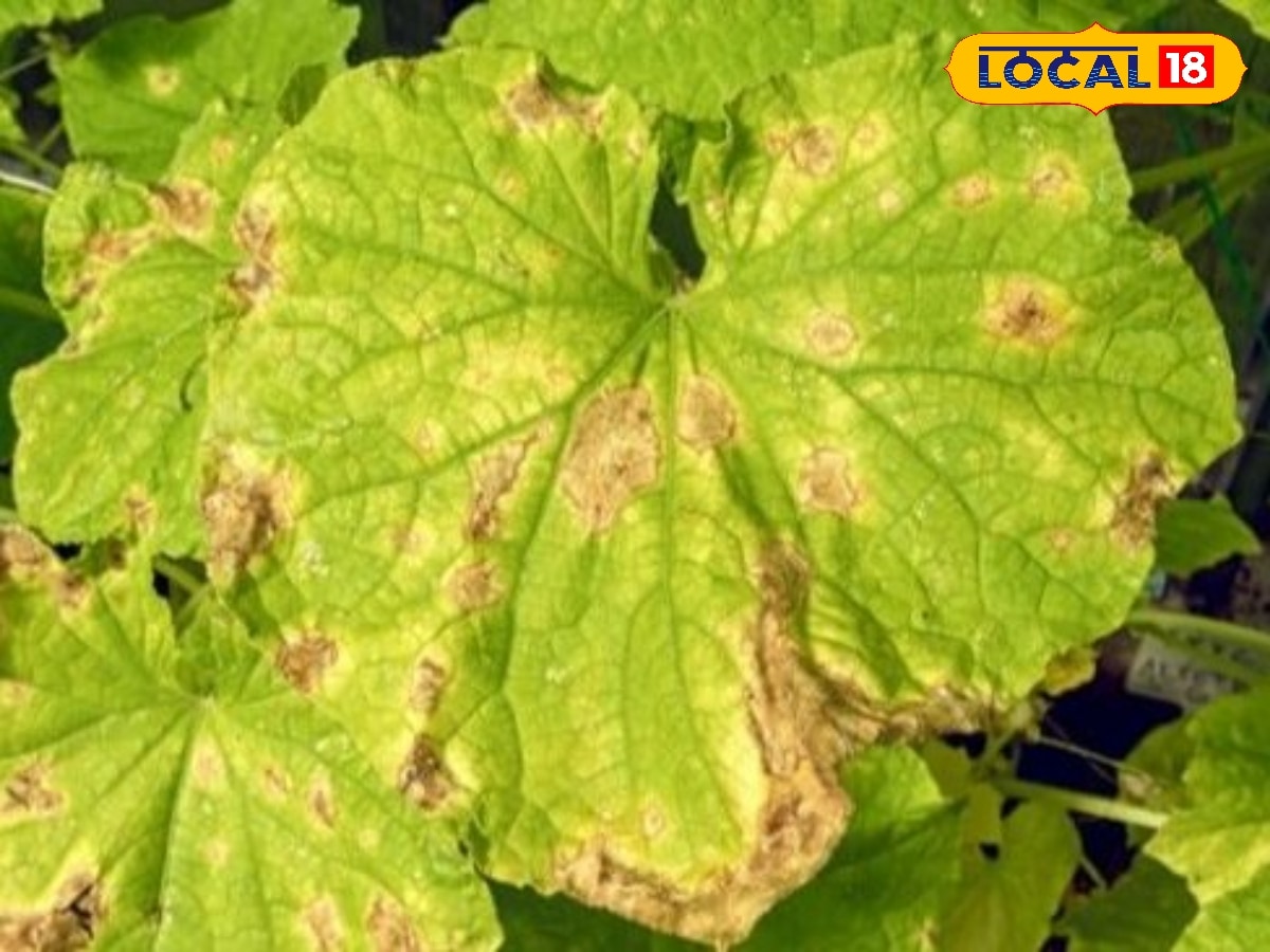 உளுந்து மற்றும் பாசிப்பயிரைத் தாக்கும் மஞ்சள் தேமல் நோய் - கட்டுப்படுத்தும் எளிய முறைகள்...