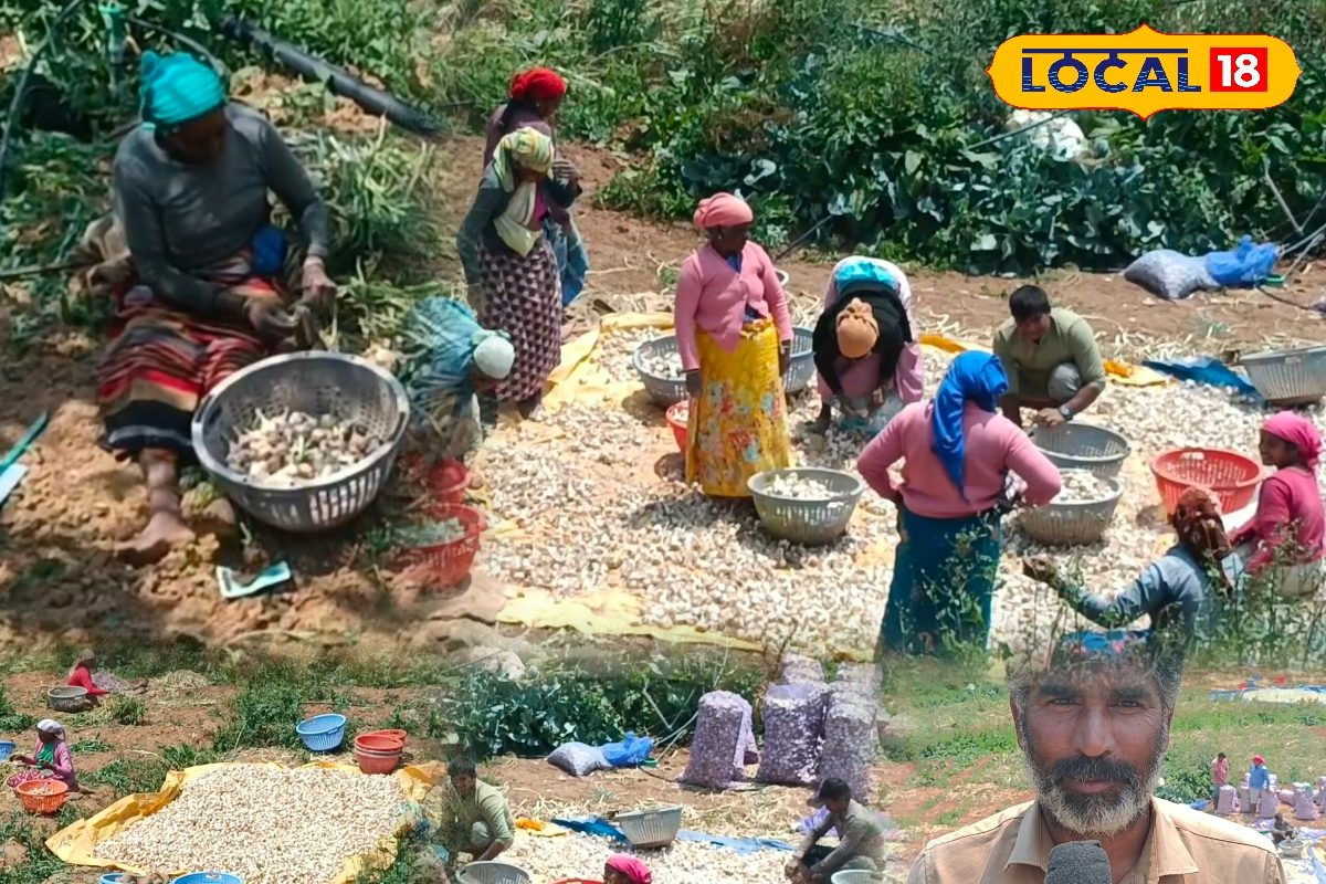 காரசாரமான ஊட்டி மலைப்பூண்டு... நல்ல விலை கிடைப்பதால் விசாயிகள் மகிழ்ச்சி !