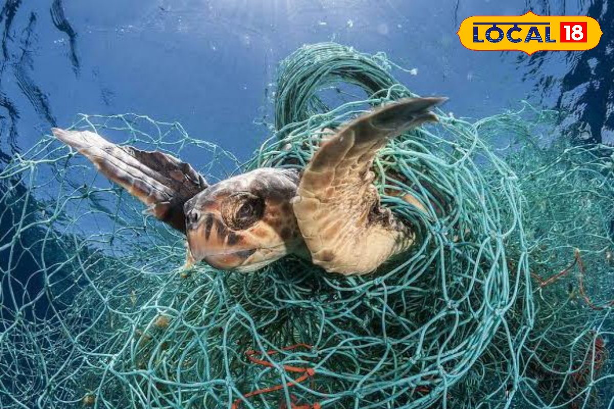 தொடர்ந்து மீனவர்களின் வலையில் சிக்கும் ஆமை.. பாதுகாப்பாக மீட்பது எப்படி ?