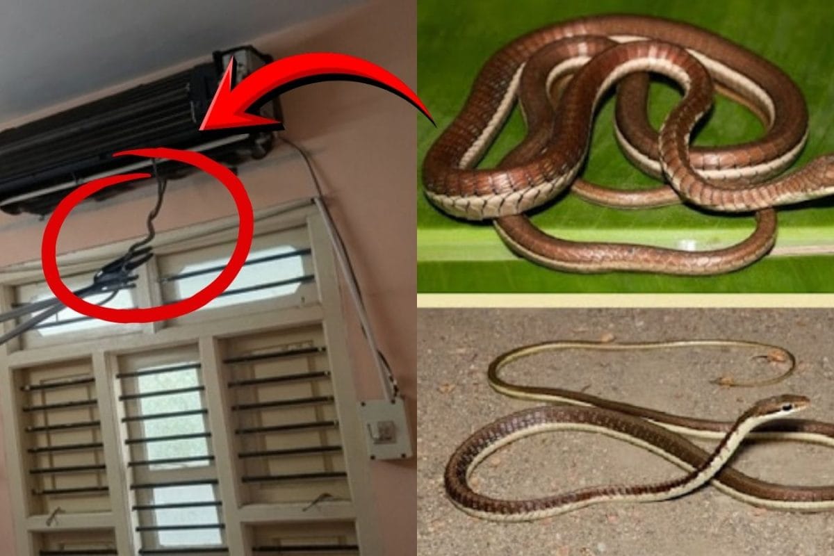 Snake in AC | ஏசிக்குள் பதுங்கியிருந்த 5 அடி நீள கொம்பேரி மூக்கன் பாம்பு.. வீட்டில் இருந்தவர்கள் அலறி ஓட்டம்.. வீடியோ வைரல்!