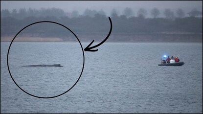 கடலின் ஆழமற்ற பகுதியில் தவித்த ராட்சத திமிங்கலம்