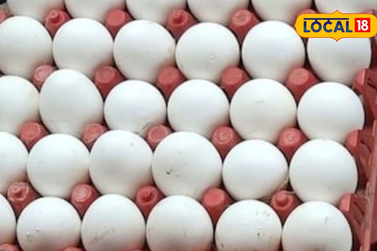 Egg Price: ஒரே நாளில் முட்டை விலை 20 காசுகள் உயர்வு... நாமக்கல்லில் இன்றைய நிலவரம் என்ன..?