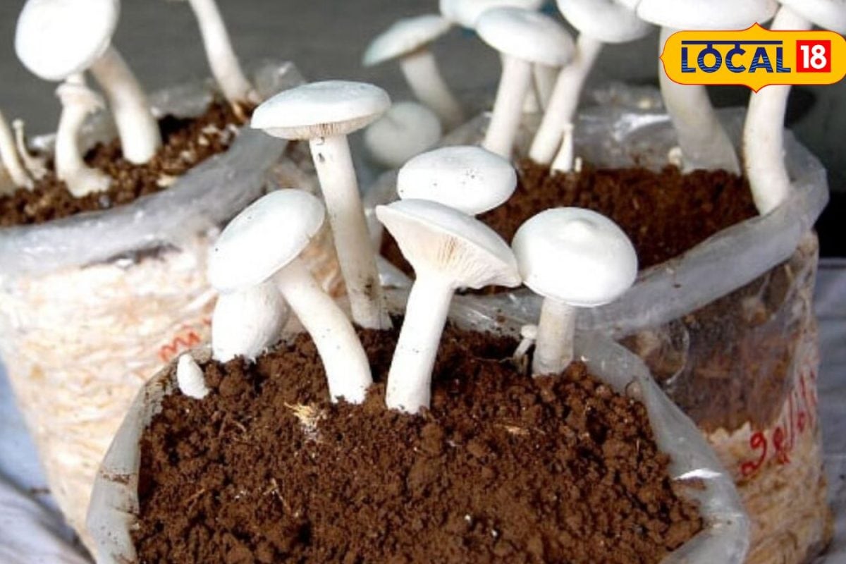 இறைச்சிக்கு இணையான சத்து கொண்ட பால் காளான்... வீட்டிலேயே தொழில்புரிய விரும்புபவர்களுக்கு சரியான தேர்வு...