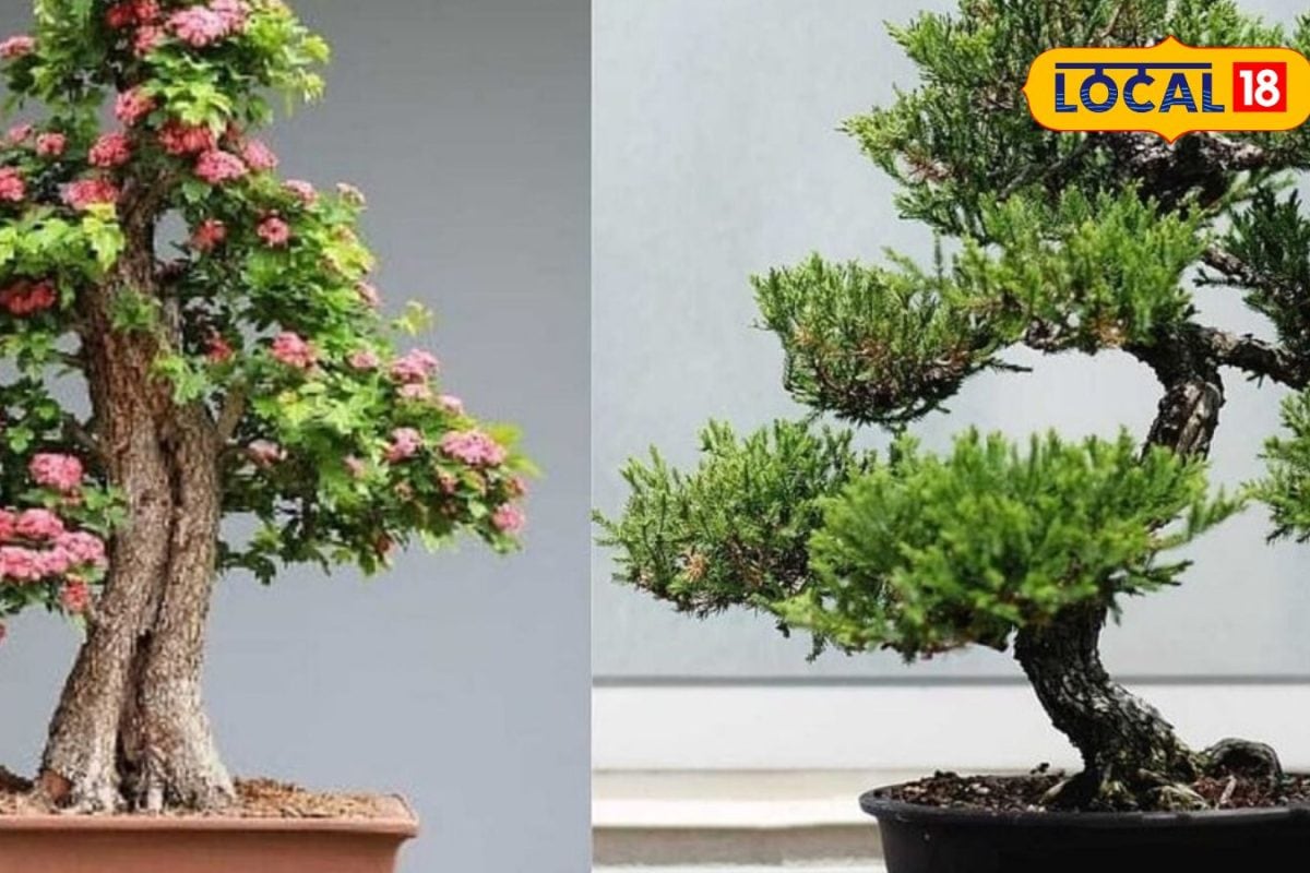 வீட்டில் மேசை மேலே மரம் வளர்க்கலாம்... சீனாவில் துவங்கிய போன்சாய் மரம் வளர்ப்பு பற்றி தெரியுமா..?
