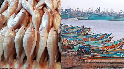 மீன்பிடித் தடை காலம்