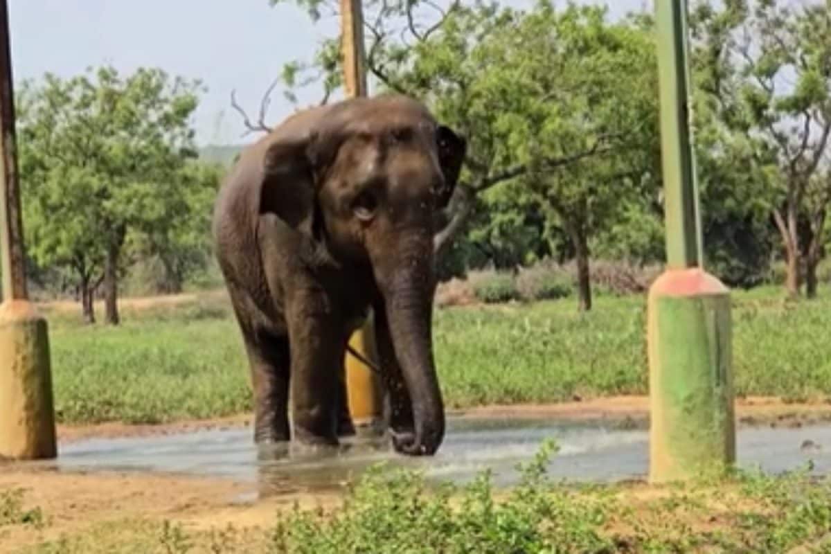 'ஷவர்' குளியலில் உற்சாகமடைந்த யானைகள் ...வண்டலூர் உயிரியல் பூங்காவில் குவியும் பார்வையாளர்கள்