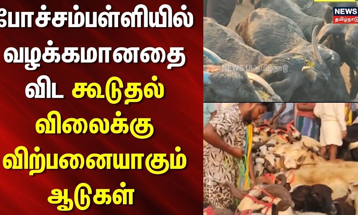 Pochampalli goat market | போச்சம்பள்ளியில்  வழக்கமானதை விட கூடுதல் விலைக்கு விற்பனையாகும் ஆடுகள்