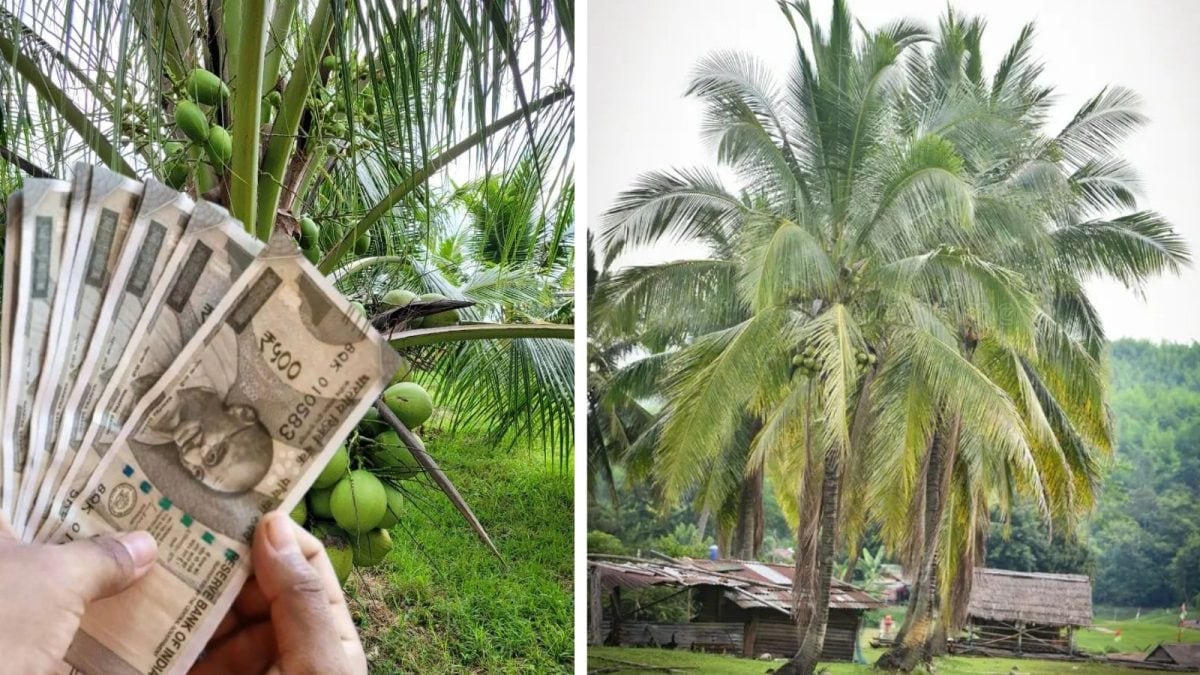 Coconut Tree Farming: மாதம் மாதம் வருமானம் வேண்டுமா? - தென்னை சாகுபடியில் இதை மட்டும் பின்பற்றுங்கள்...