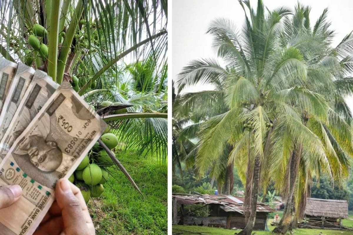 Coconut Tree Farming: மாதம் மாதம் வருமானம் வேண்டுமா? - தென்னை சாகுபடியில் இதை மட்டும் பின்பற்றுங்கள்...