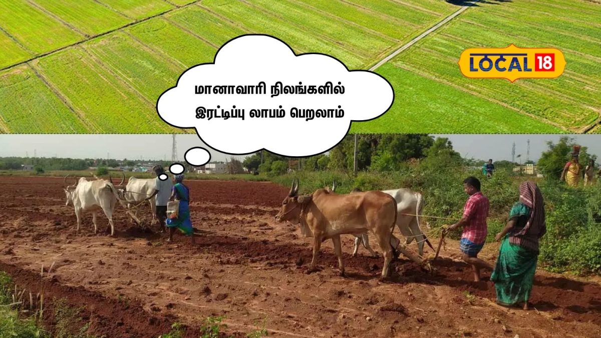 மானாவாரி நிலத்திலும் இனி லட்சக்கணக்கில் சம்பாதிக்கலாம்... விவசாயிகளே நோட் பண்ணுங்க...