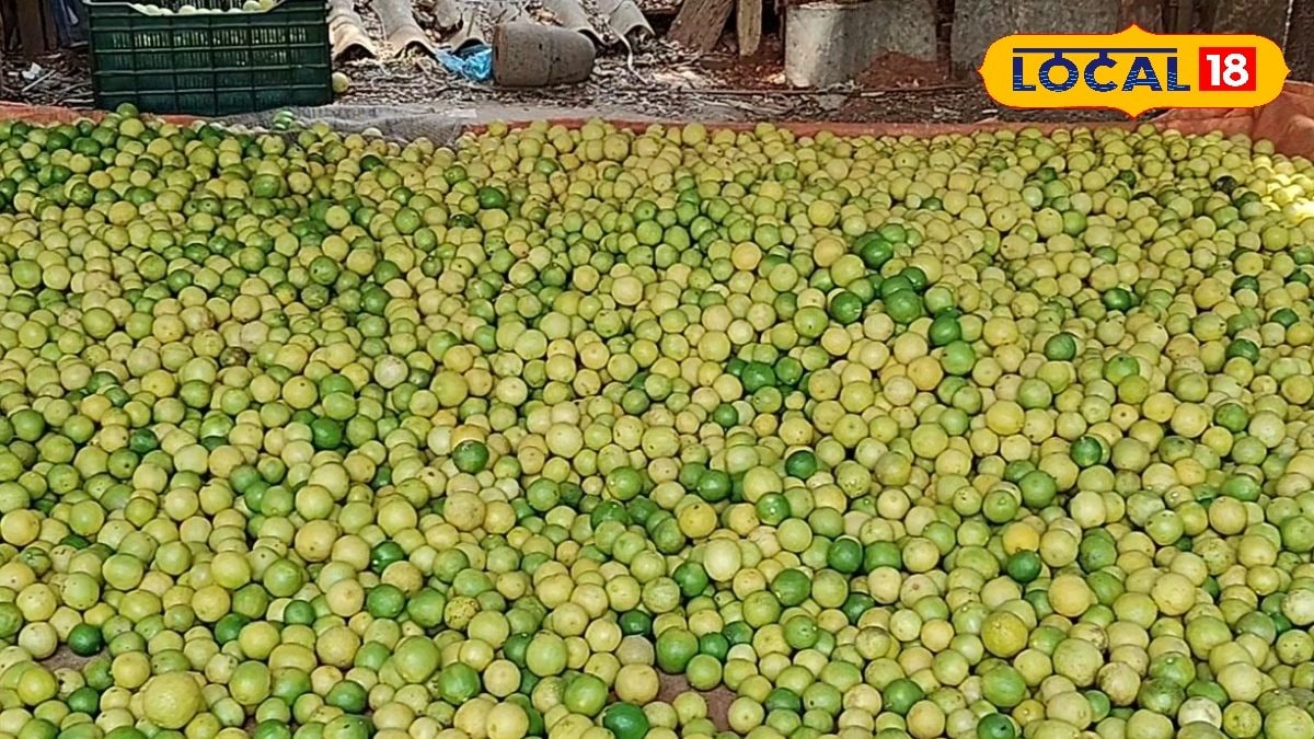 Lemon Prices: லெமனுக்கு வந்த மவுசு... ஒரு கிலோ எலுமிச்சை ரூ.200க்கு விற்பனை...