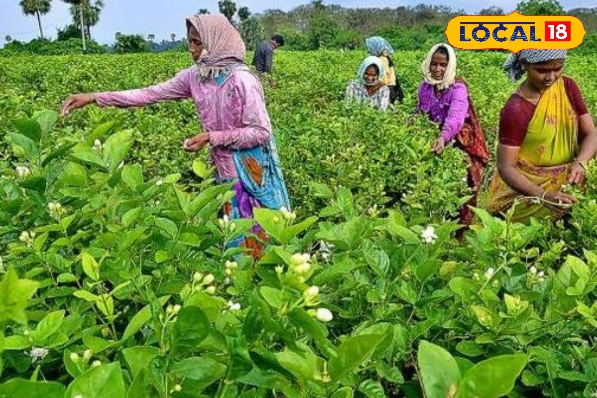 ஒரு ஏக்கரில் லட்சங்கள் சம்பாதிக்கலாம்… கோடை சீசனில் செம்ம டிமாண்டில் மல்லிகைப்பூ சாகுபடி...