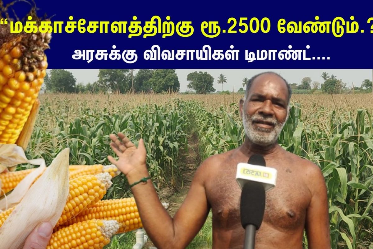 “ஒரு மூட்டை ரூ.2500 இல்லையெனில் நஷ்டம் உறுதி” - மக்காச்சோள விவசாயிகள் வேதனை...