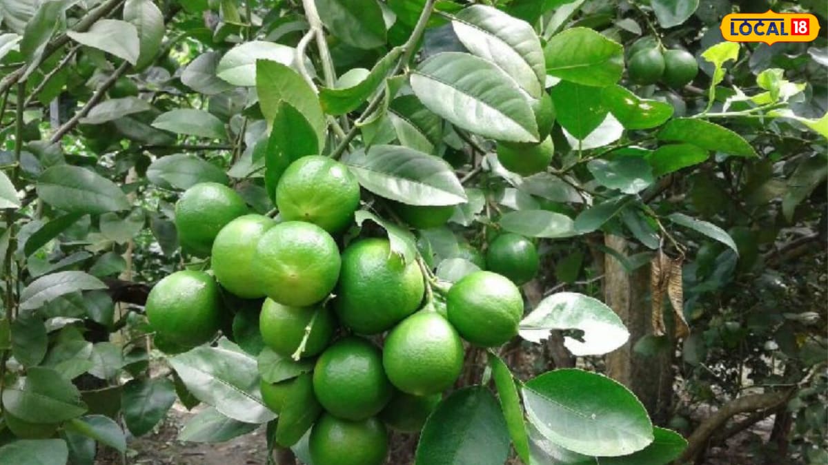 Thai Patti Lemon: ஒரே செடியில் கொத்து கொத்தாய் எலுமிச்சை!! அசுர மகசூல் தரும் புதிய ரகம் தாய் பத்தி லெமன் ரகசியம்...
