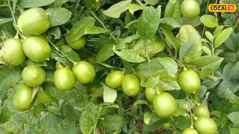 தாய் பத்தி லெமன் தாய் பத்தி லெமன்