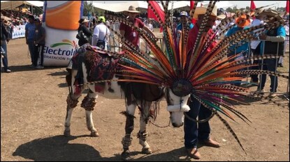 கழுதைகளுக்காக நடத்தப்பட்ட திருவிழா