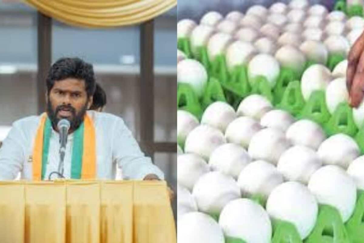 சத்துணவு முட்டை விவகாரம்: அண்ணாமலையின் குற்றச்சாட்டுக்கு கோழிப்பண்ணையாளர்கள் விளக்கம்