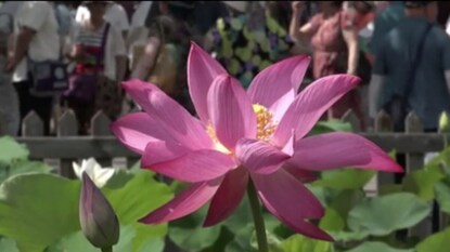 சீனாவில் தாமரை திருவிழா