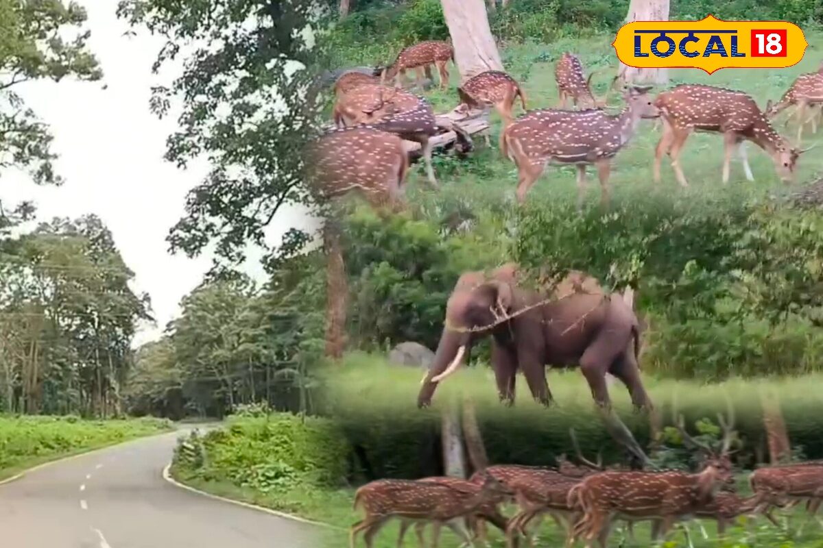 Ooty Tourism: பசுமை போர்த்திய முதுமலை... சீறிப்பாயும் வனவிலங்குகள் கண்டு  குஷியான சுற்றுலாப் பயணிகள்...