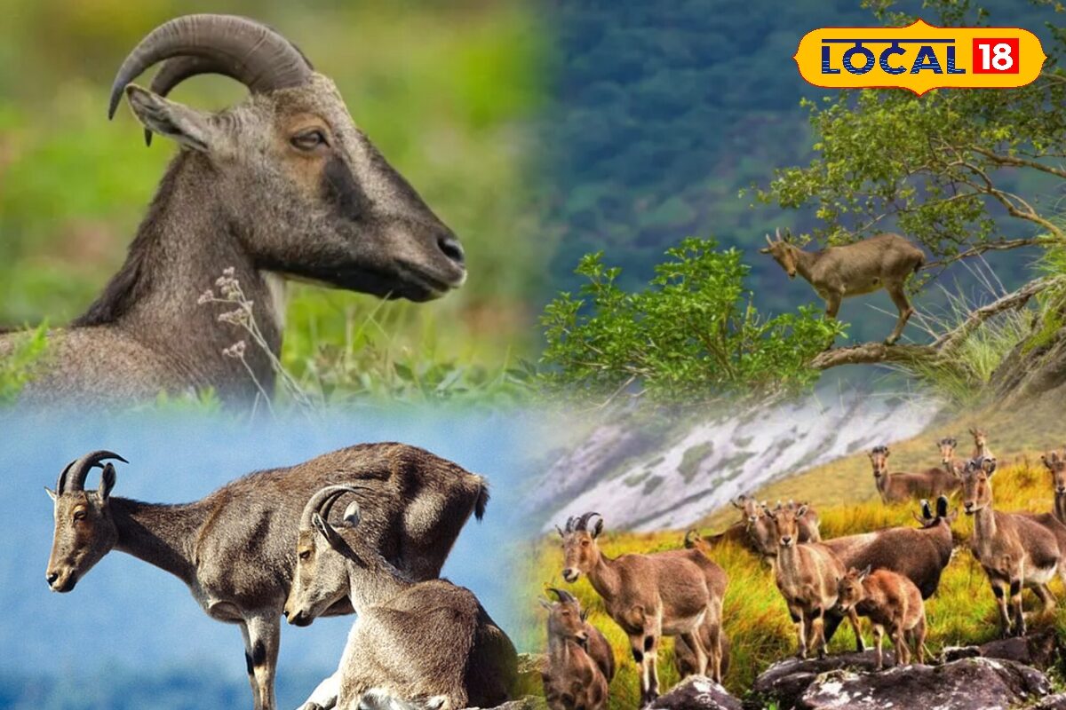 Nilgiri Tahr: 1,364 ஆக அதிரடி உயர்வு - கம்பீரமாய் உயர்ந்து நிற்கும் தமிழகத்தின் மாநில விலங்கு எண்ணிக்கை...