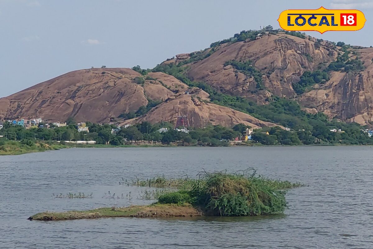 Thenkal Kanmai: வறளும் தென்கால் கண்மாய்... திருப்பரங்குன்றம்