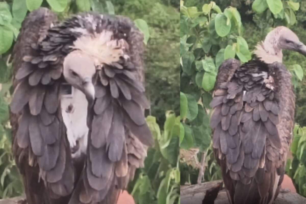 Ooty Vulture | ஜிபிஎஸ் கருவியுடன் உலாவிய கழுகு.. உதகையில் அதிர்ச்சி.!