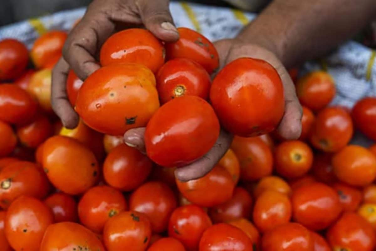 Tomato Price | வரத்து குறைவால் தக்காளி விலை கடும் சரிவு.. ஒரு கிலோ எவ்வளவு தெரியுமா..?