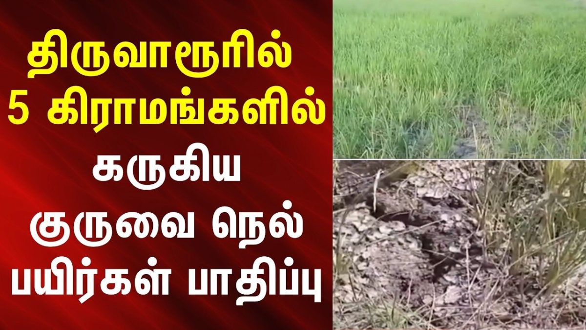 Tiruvarur | திருவாரூரில் 5 கிராமங்களில் கருகிய குருவை நெல் பயிர்கள் பாதிப்பு | News18Tamilnadu